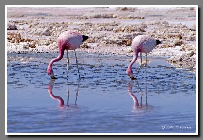 038_JC_Salar_de_Atacama_4948