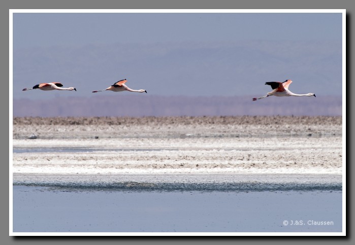 043_JC_Salar_de_Atacama_5008