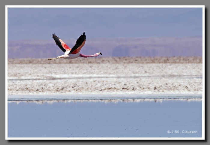 044_JC_Salar_de_Atacama_4996