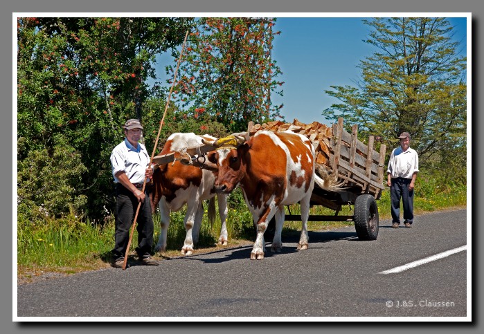 03_SC_Ochsengespann_0524