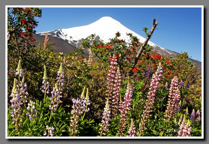 39_SC_Osorno_mit_Lupinen_0733