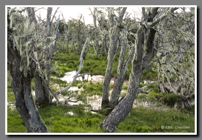 31_SC_Patagonien_Gespensterwald_0832