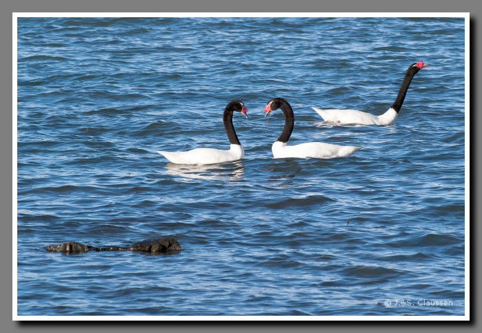 40_SC_Patagonien_Ultimo_Esperanza_Fjord_3144