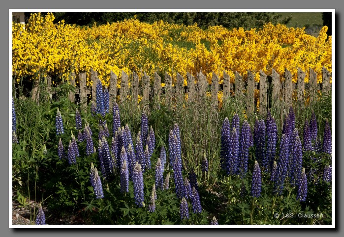 42_SC_Patagonien_Zaun_0882