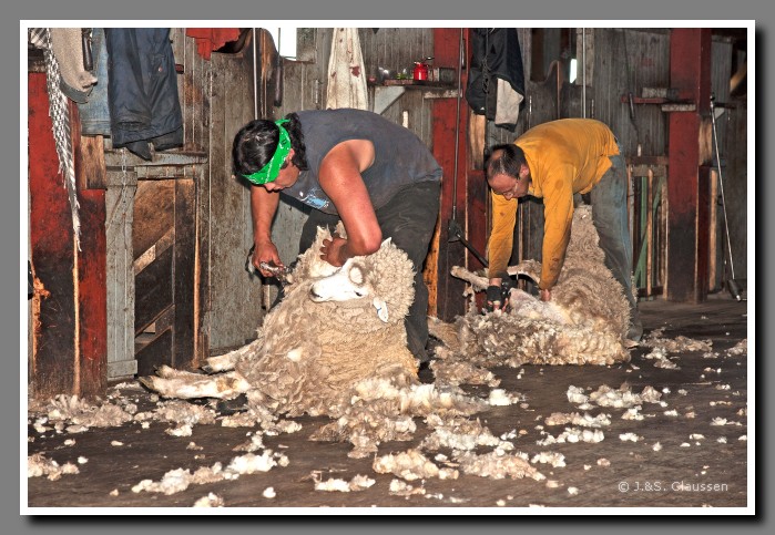 50_Patagonien_Schafschur_1241