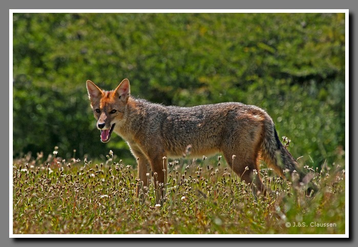 22_JC_Fuchs_Torres_del_Paine_5292