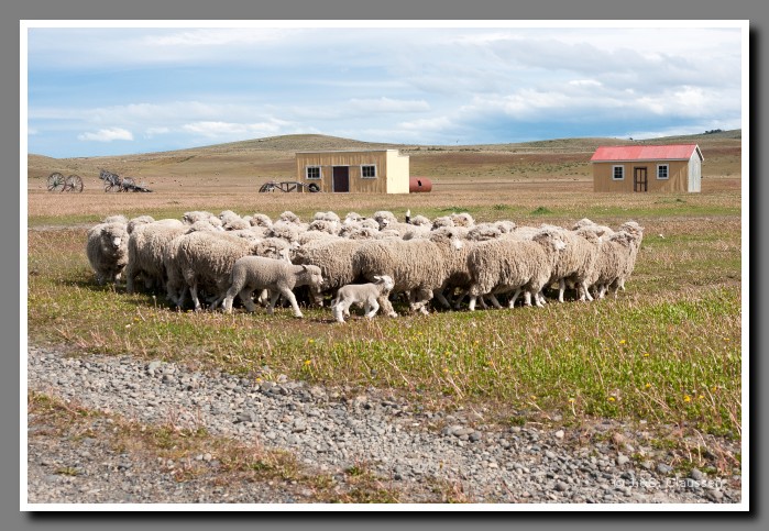 25_SC_Schaf-Farm_Patagonien_1336