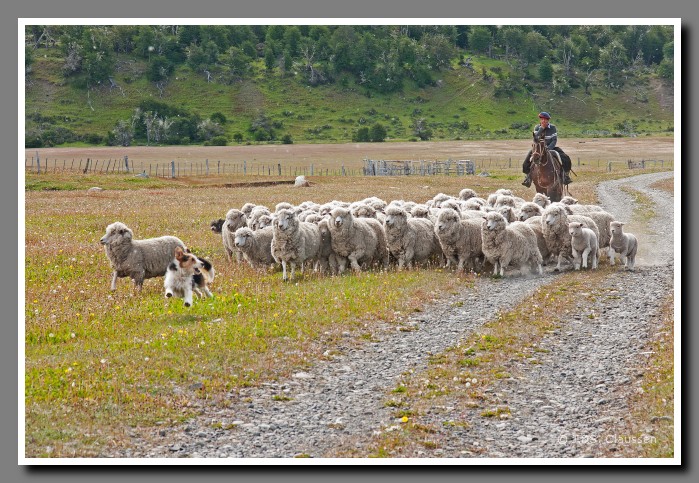 26_JC_Schaftreiben_Patagonien_Chile_2389