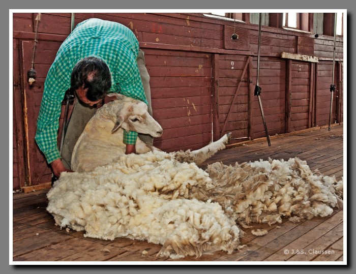 28_JC_Schafschur_Patagonien_2450