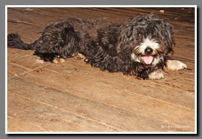 29_SC_Huetehund_Jose_1364