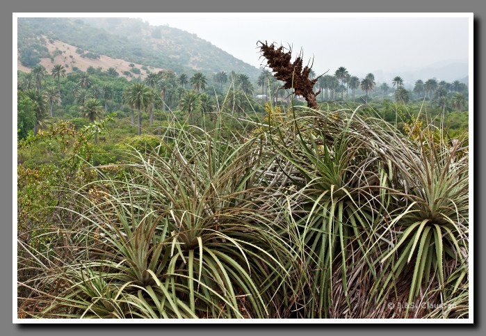 20_SC_La_Campana_0017