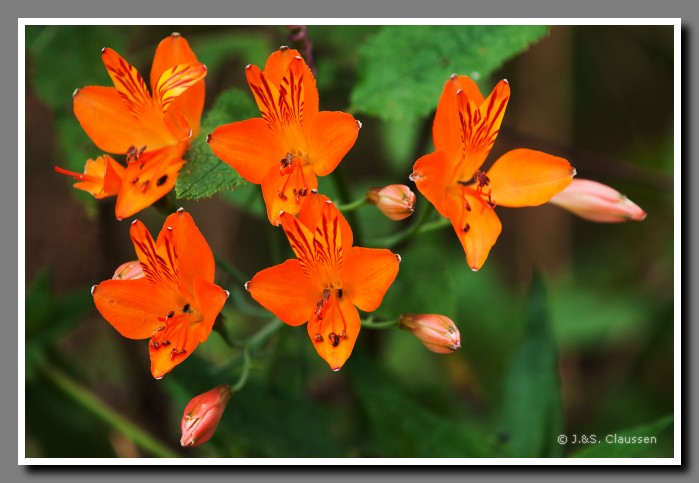 21_JC_La_Campana_NP_0426