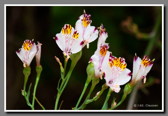 22_SC_La_Campana_NP_0033