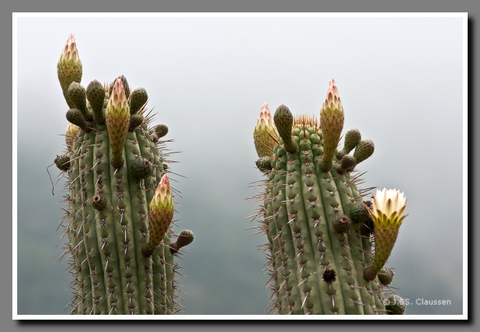 23_JC_La_Campana_0418