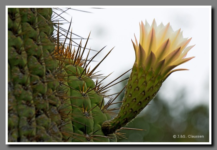 24_SC_La_Campana_0035