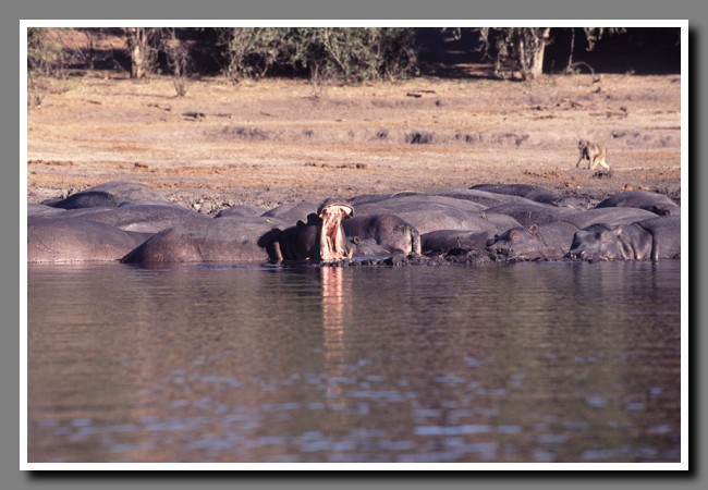 Chobe-029