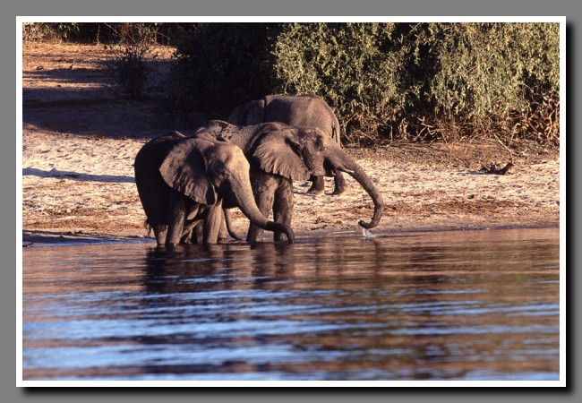 Chobe-035