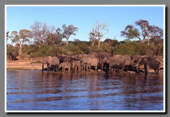 Chobe-038