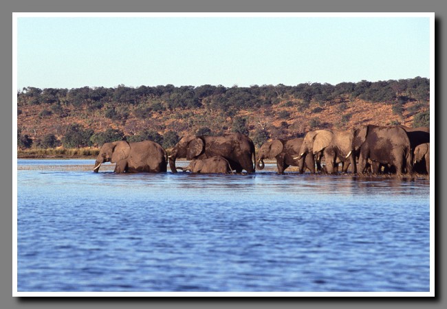 Chobe-039