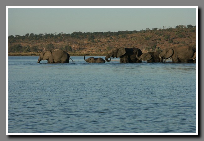 Chobe-040