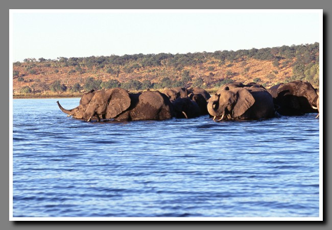 Chobe-041