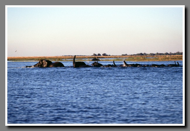 Chobe-042
