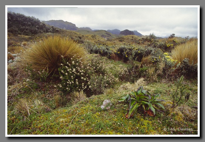 020_S_Papallacta_Pass