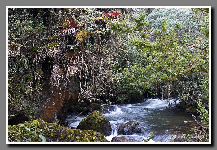 025_J_Paspallacta1657