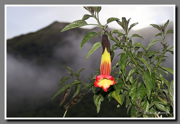 028.1_J_ Trompetenbluete1693