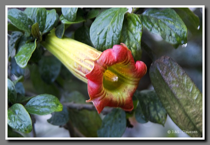 028_S_Trompetenbluete0884