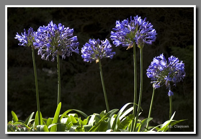 042_J_Hazienda_Cusin1773