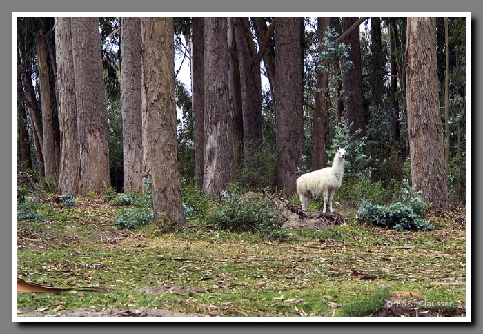 064_S_Lama_Hazienda_Humboldt1070