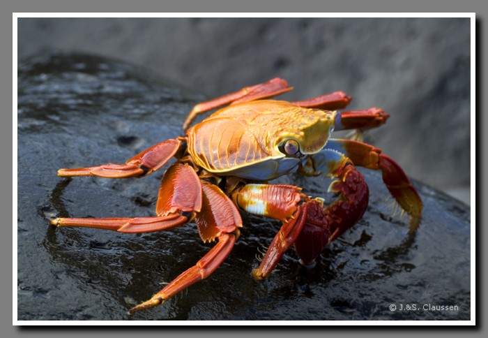 017_S_Espanola_Krabbe1442