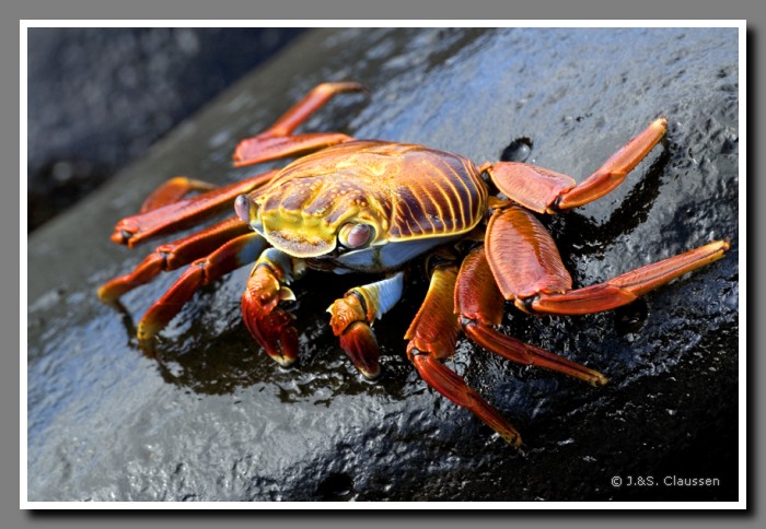 018_S_Espanola_Krabbe1445