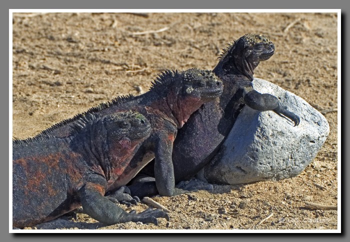 020_S_Espanola_Echsen1460