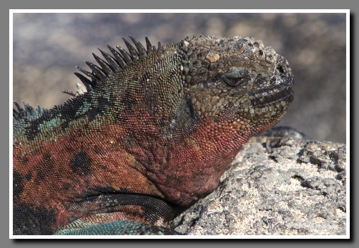 022_J_Espanola_Echse2283