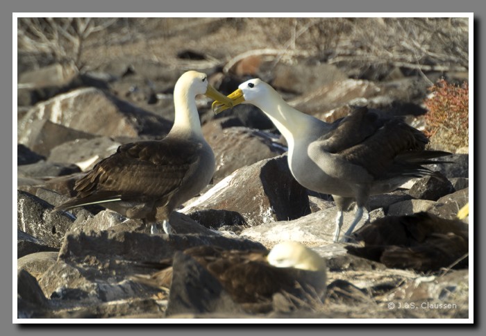 023_S_Espanola_Albatros1495