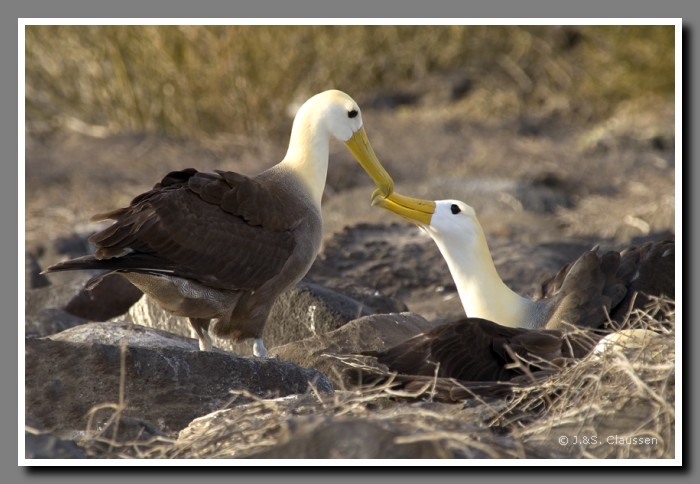 025_J_Espanola_Albatros2366