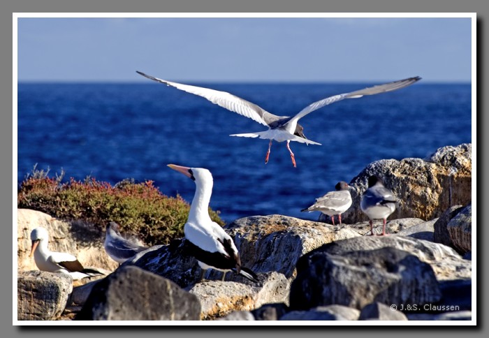 027_J_Espanola_Toel_Moew2312