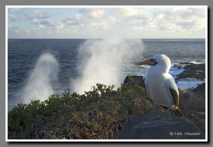 030_J_Espanola_Toelpel2392