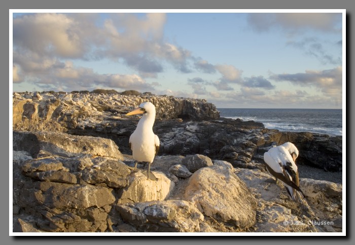 032_J_Espanola_Toelpel2406