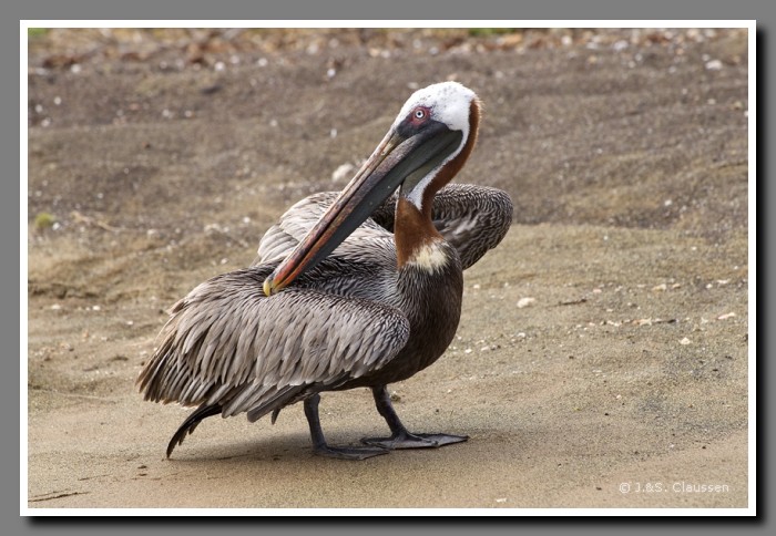 039_J_Floreana_Pelikan2428