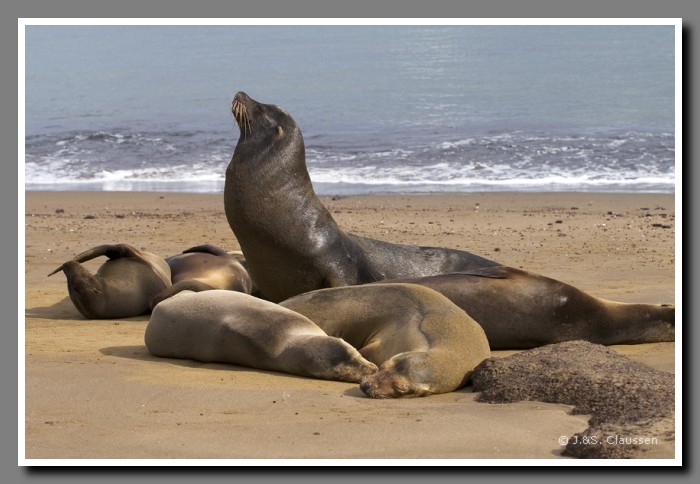 040_J_Floreana_Seeloewen2431