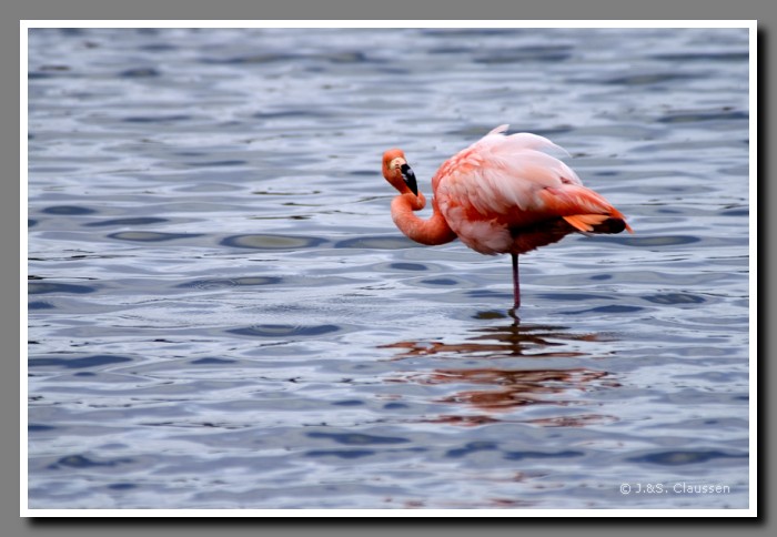 047_J_Floreana_Flamingo2459