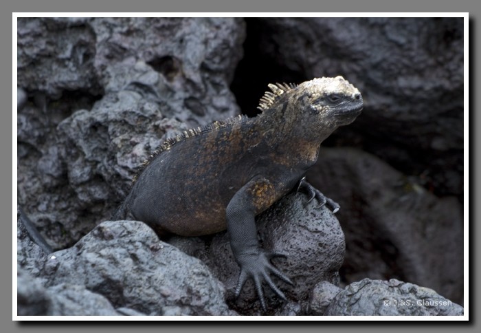 069_S_Tintoreras_Echse1695