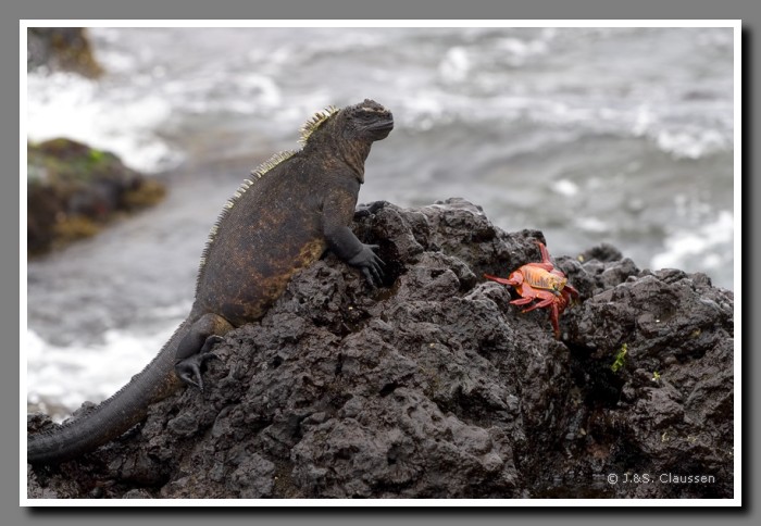 071_J_Tintoreras_Echse2599