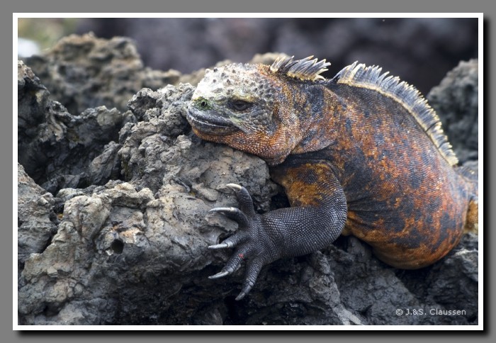 071_S_Tintoreras_Echse1701