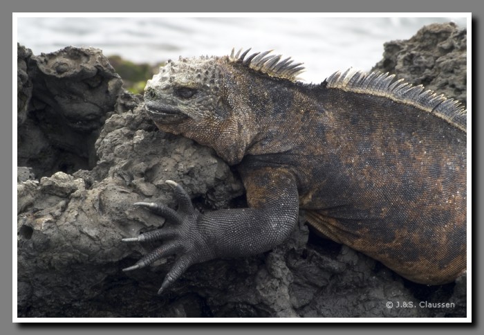 073_S_Tintoreras_Echse1709