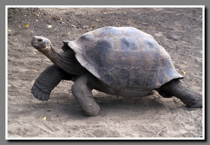 075_S_Isabela_Schildkroete1718