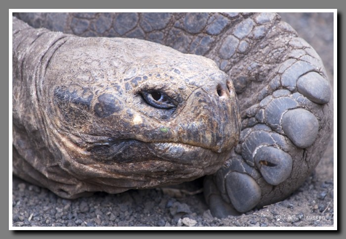 077_J_Isabela_Schildkroete2677